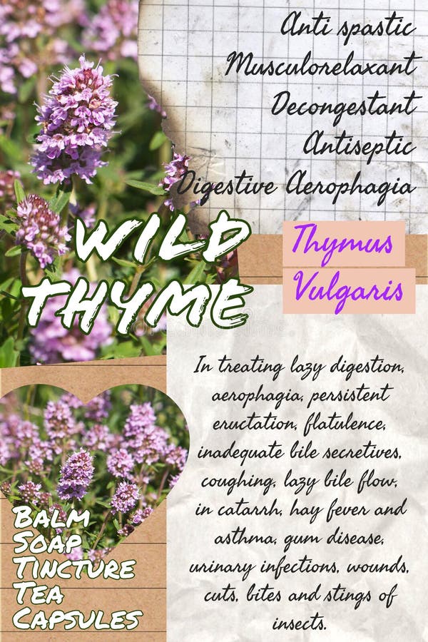 Wild Thyme Benefits Herbalist Notepage Idea Stock Image Image of