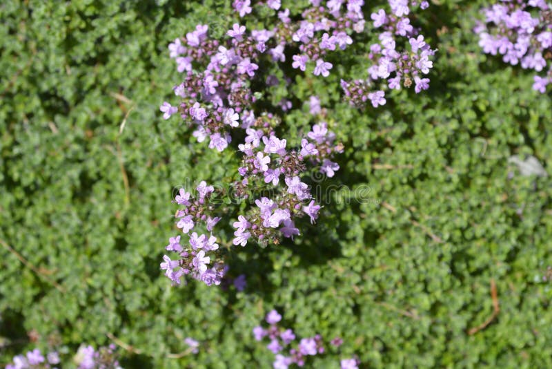 Wild thyme stock image. Image of flower, pink, thyme 242806989