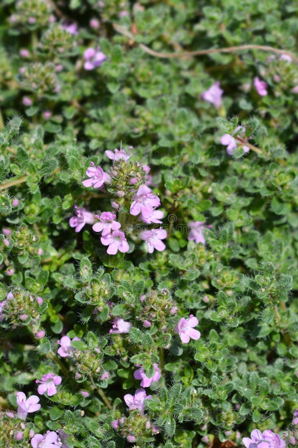 Wild thyme stock image. Image of green, spring, flowers 130164707