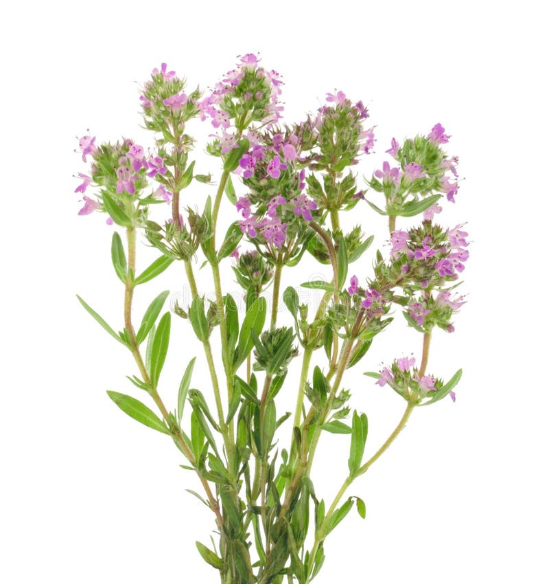 Branch Of Fresh Blooming Thyme, Isolated Stock Photo Image of close