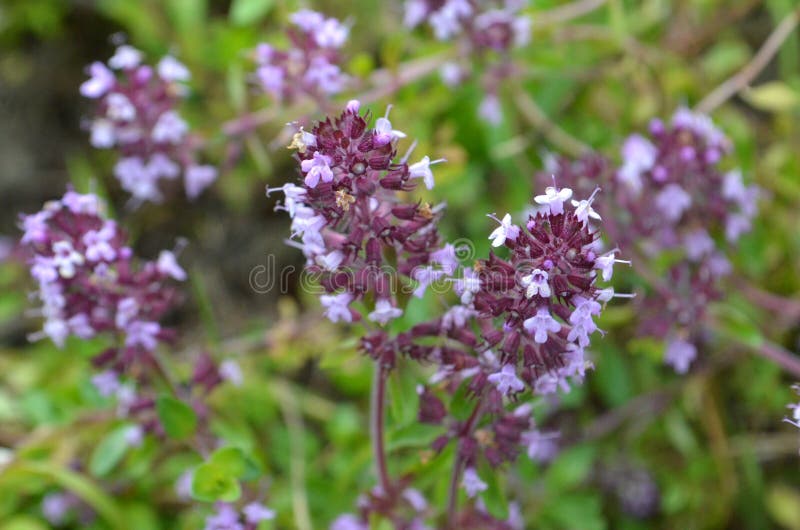 Wild thyme Thymus serpyllum - medicinal herb