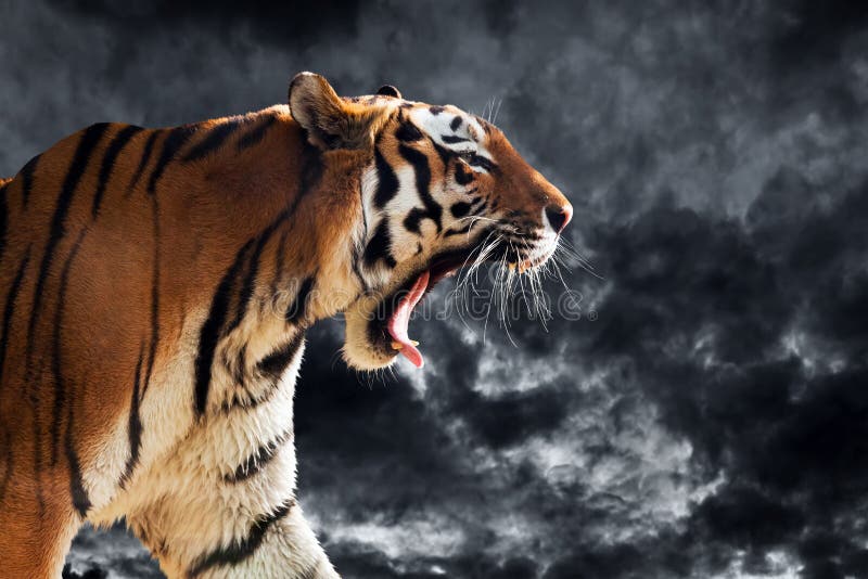 Desktop Wallpaper Angry raging white tiger hd image picture backgrounds 00b155 Tiger Angry tiger Tiger wallpaper
