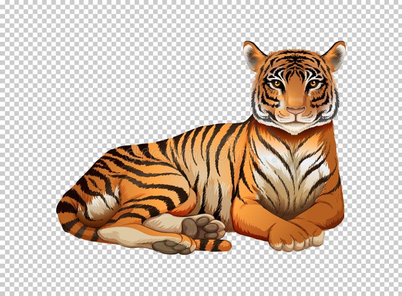 Wild Tiger on Transparent Background Stock Vector - Illustration of  predator, nature: 94245870