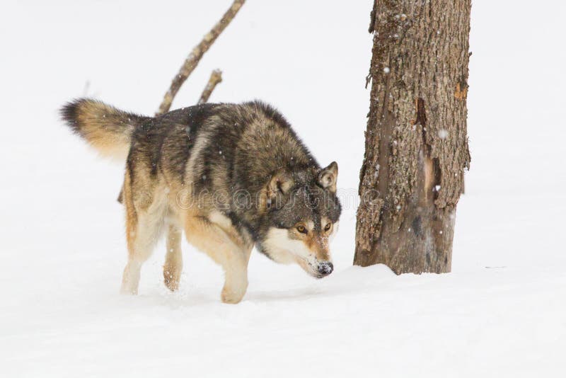 Wild timber wolf hunting