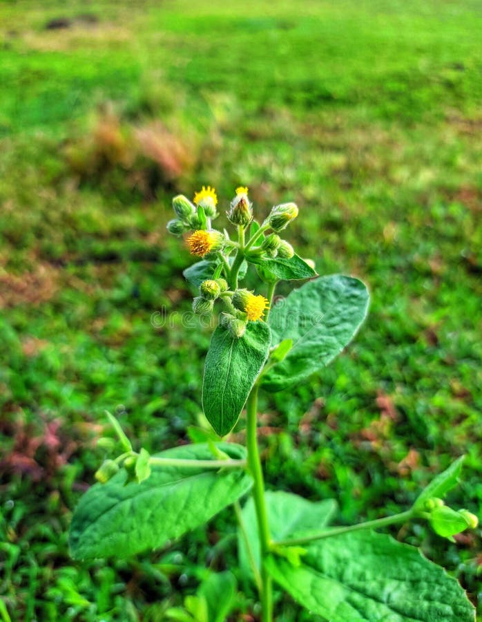 Wild Tiny Plant at the Green