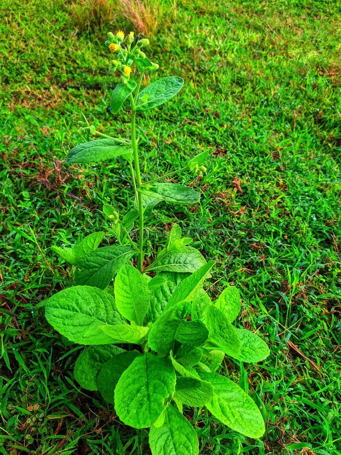 Wild Tiny Plant at the Green