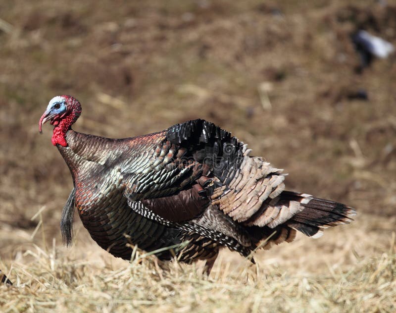 Wild Tom Turkey stock fotografie Wild Tom Turkey stock fotografie