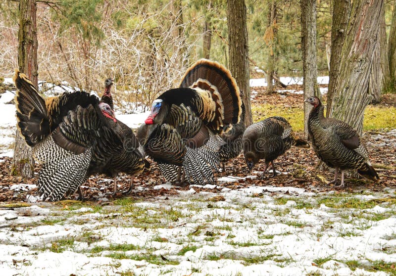 Wild Turkey`s in the snow