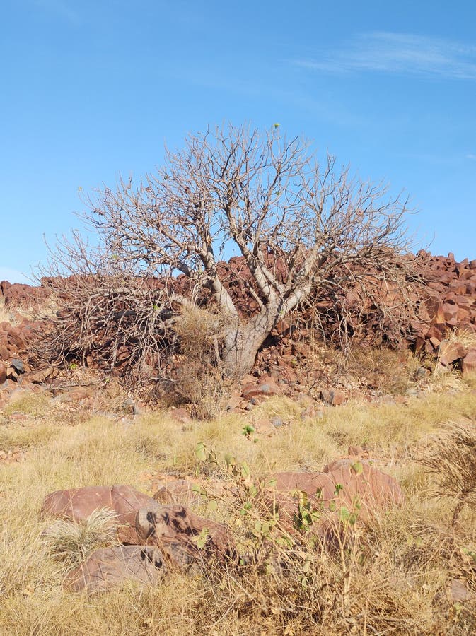Wild tree karratha stock image. Image of wall, rock 235576709