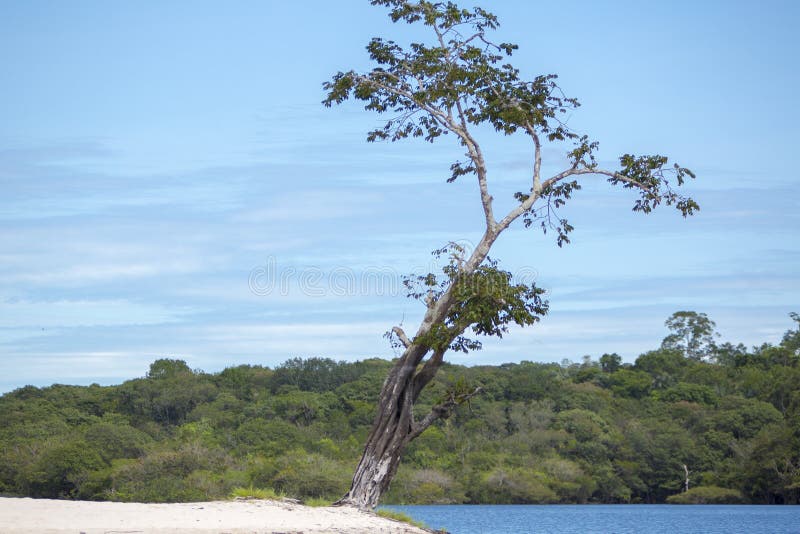 Wild tree and sand beach on the Amazon River in Manaus, Brazil royalty free stock photos Wild tree and sand beach on the Amazon River in Manaus, Brazil royalty free stock photos