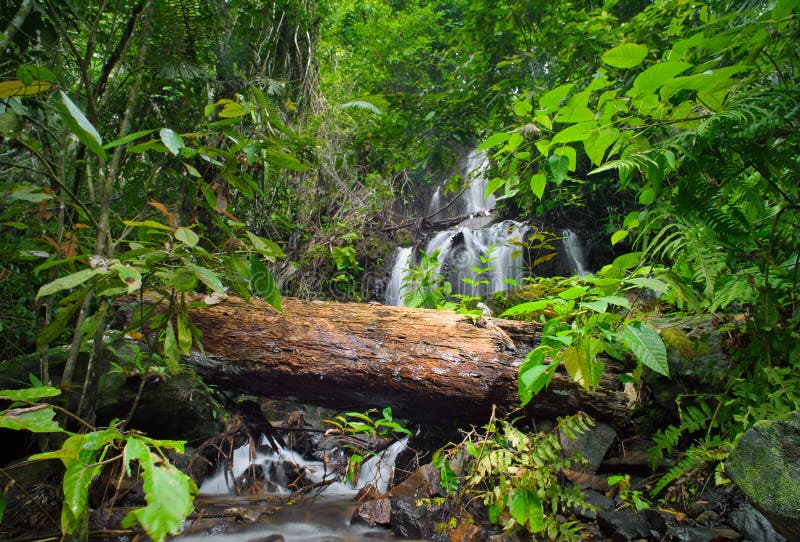 Wild tropical forest. Green foliage and waterfall