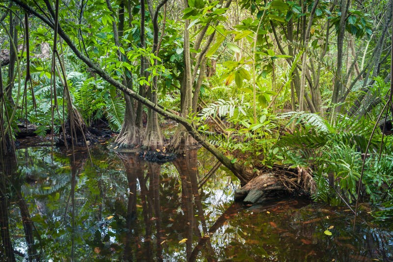 Wild Tropical Forest Landscape With Mangrove Trees Stock Photo Image