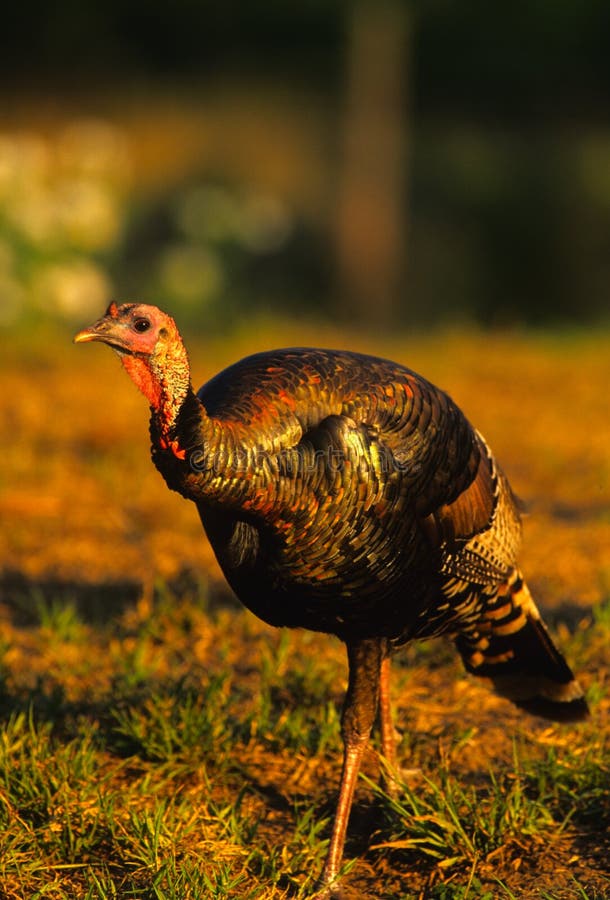 Young Male Jake Wild Turkey Stock Photos Free & RoyaltyFree Stock