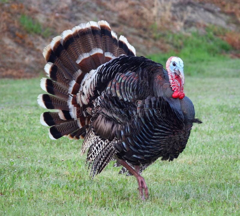 Salvaje en prado desplegado plumas.