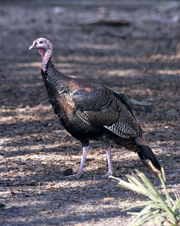 Wild Turkey Bird Stock Photo Wild Turkey Bird Close Up Profile View