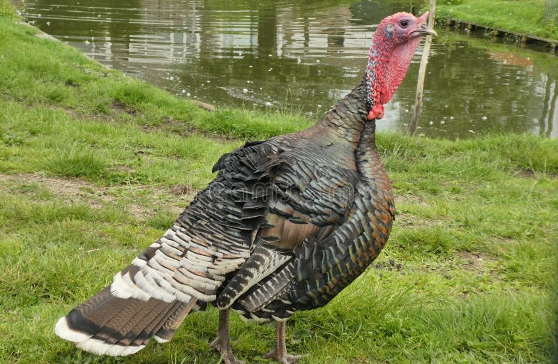Wild Turkey, Domesticated Turkey, Galliformes, Bird Picture. Image 136625712