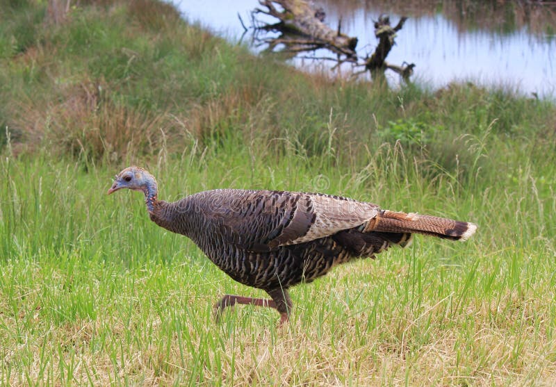Wild turkey, female stock photo. Image of thanksgiving 26202800