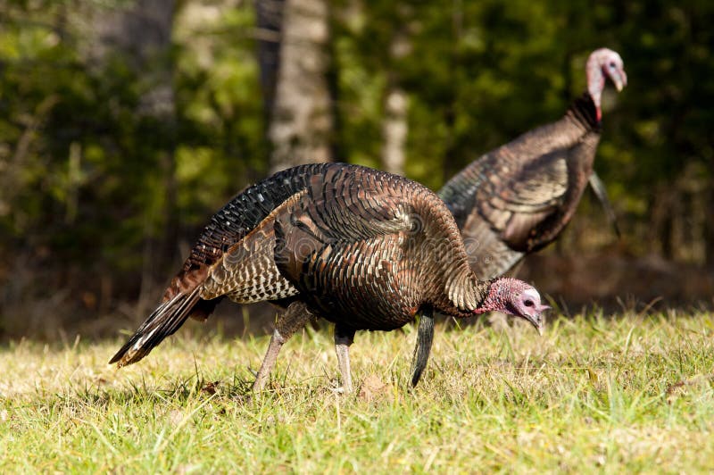 Wild Turkey Flock Looking for Food. Stock Photo Image of cove