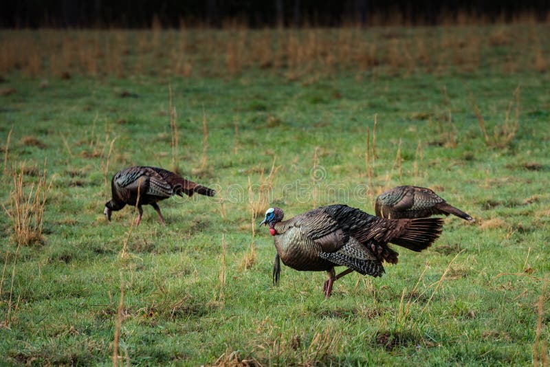 turkey hunting wallpaper