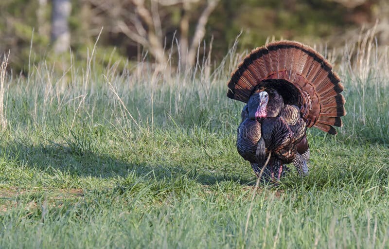 Wild turkey stock photo