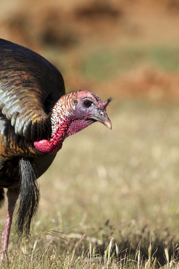 Wild Turkey, Meleagris gallopavo