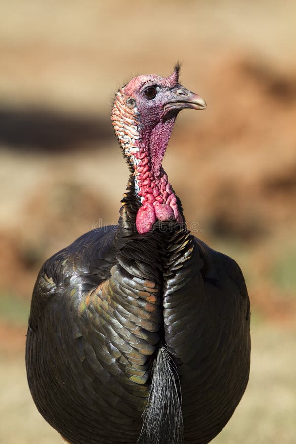 Wild Turkey, Meleagris gallopavo