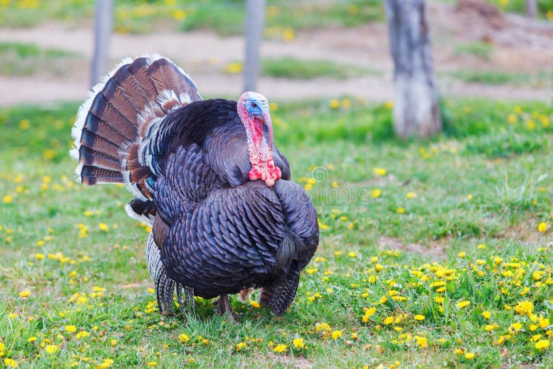 A wild turkey (Meleagris gallopavo) during the mating season