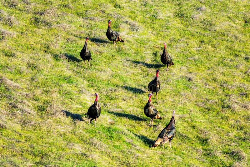 Wild Turkey Feeding stock photo. Image of avian, seeds 11198254