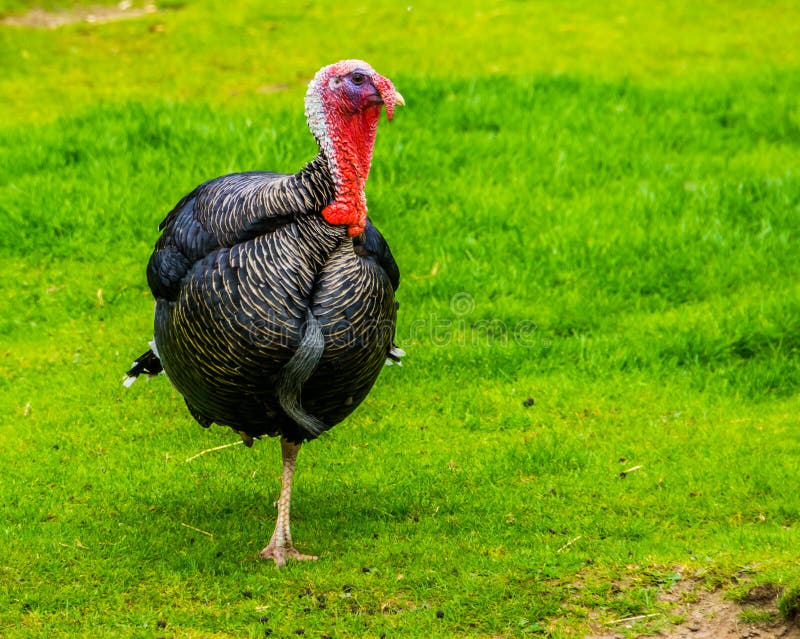 Wild turkey standing on one leg in the grass, popular bird specie from Mexico and Europe, christmas and thanksgiving animal stock photography Wild turkey standing on one leg in the grass, popular bird specie from Mexico and Europe, christmas and thanksgiving animal stock photography