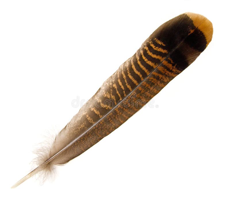 Wild Turkey Tail Feather