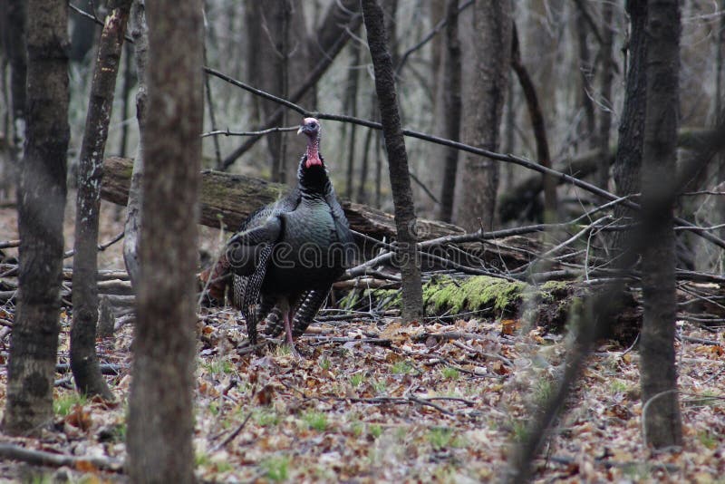 Wild Turkey stock image. Image of wildturkey, wood, moss 102905493