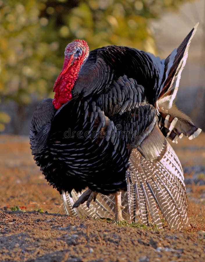 Wild Turkey with wheel royalty free stock photos