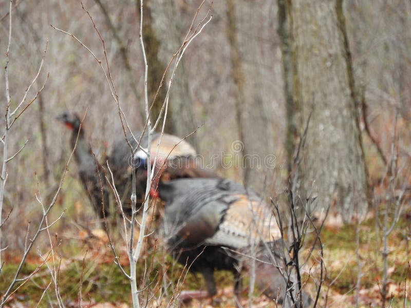 Wild Turkeys Move Silently through the Woods during Spring Hunting Season Stock Photo Image of