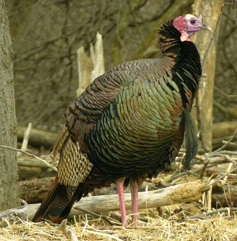 Download Wild Turkije stock afbeelding. Afbeelding bestaande uit turkije - 92489