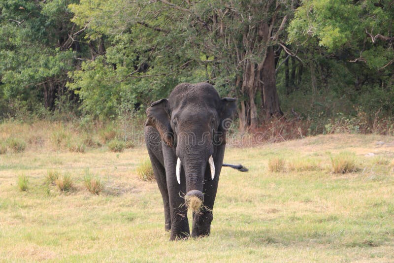 Wild Tusker at Habarana, Sri Lanka. Wild Elephant at Minneriya National Park in Habarana, Sri Lanka. This was taken in 30th August, 2018. There are about 300-400 royalty free stock photos Wild Tusker at Habarana, Sri Lanka. Wild Elephant at Minneriya National Park in Habarana, Sri Lanka. This was taken in 30th August, 2018. There are about 300-400 royalty free stock photos