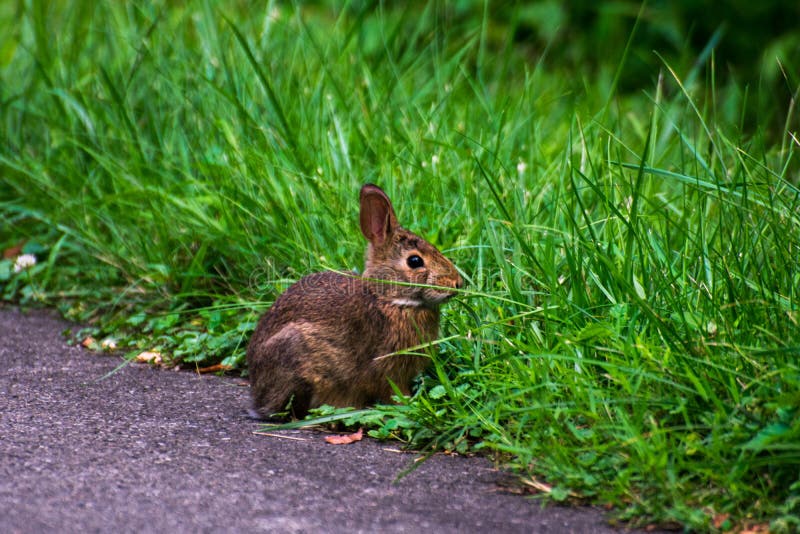 A wild and very cute rabbit royalty free stock image A wild and very cute rabbit royalty free stock image