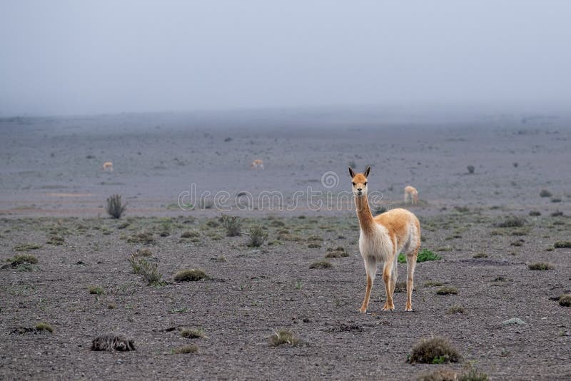 The Vicuña is the National Animal of Peru. it is a Wild South American Camelid that Lives in the Andes Stock Photo - Image of alpaca, nature: 191907790 The Vicuña is the National Animal of Peru. it is a Wild South American Camelid that Lives in the Andes Stock Photo - Image of alpaca, nature: 191907790