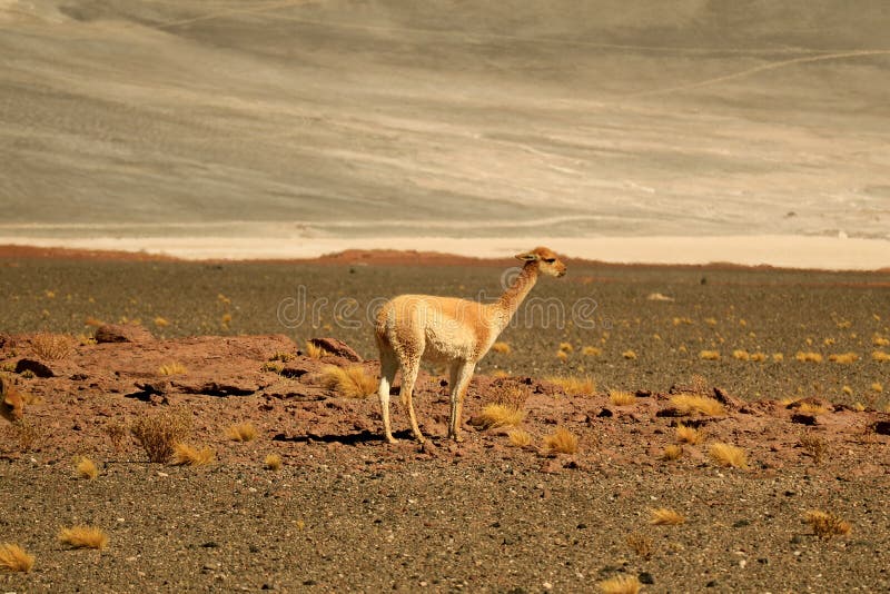 The VicuÃ±a is the National Animal of Peru. it is a Wild South American  Camelid that Lives in the Andes Stock Photo - Image of alpaca, nature:  191907790
