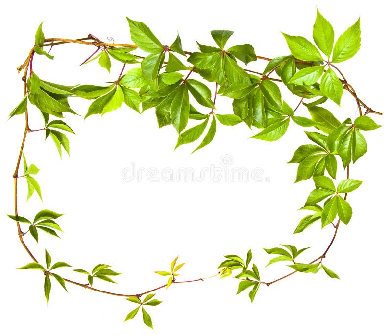 Wild vine branch