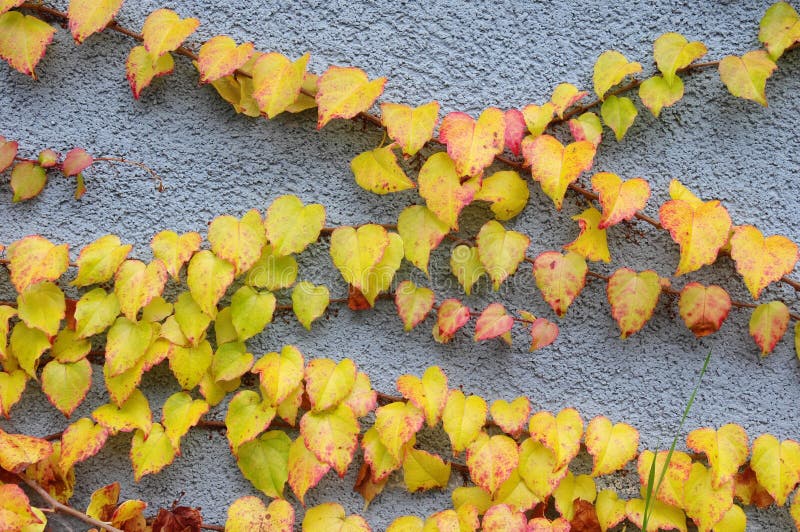 312 Wild Vine Branch Blue Wall Stock Photos Free & RoyaltyFree Stock