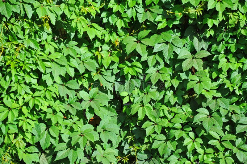 Wild vine leaves stock image. Image of forestry, scrub 78807437