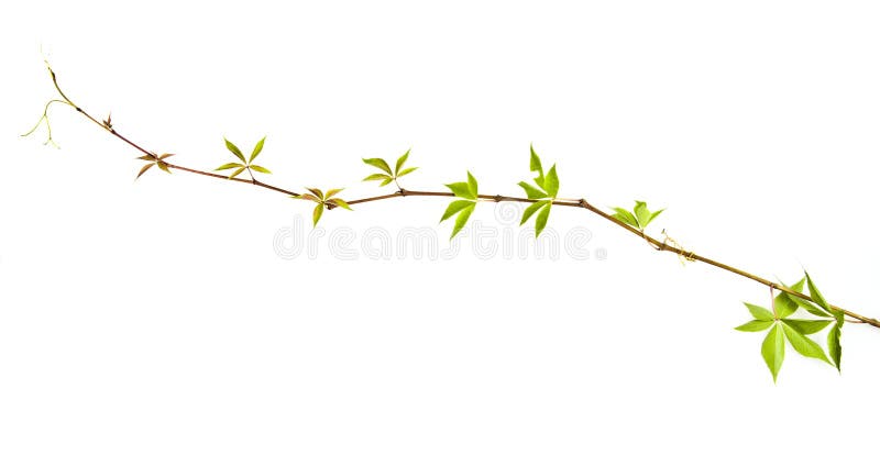 Wild vine twig