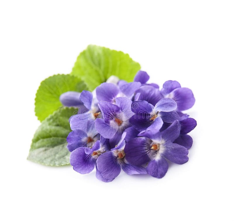 Wild viola flowers stock image. Image of petal, violet 245017459