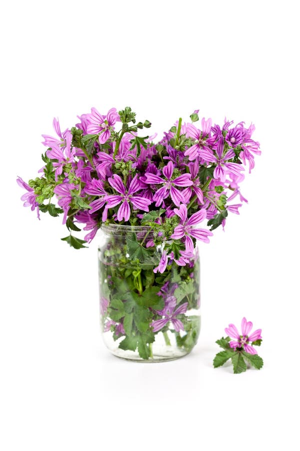 Wild Violet Flowers in Glass Jar Stock Photo Image of flora, leaves