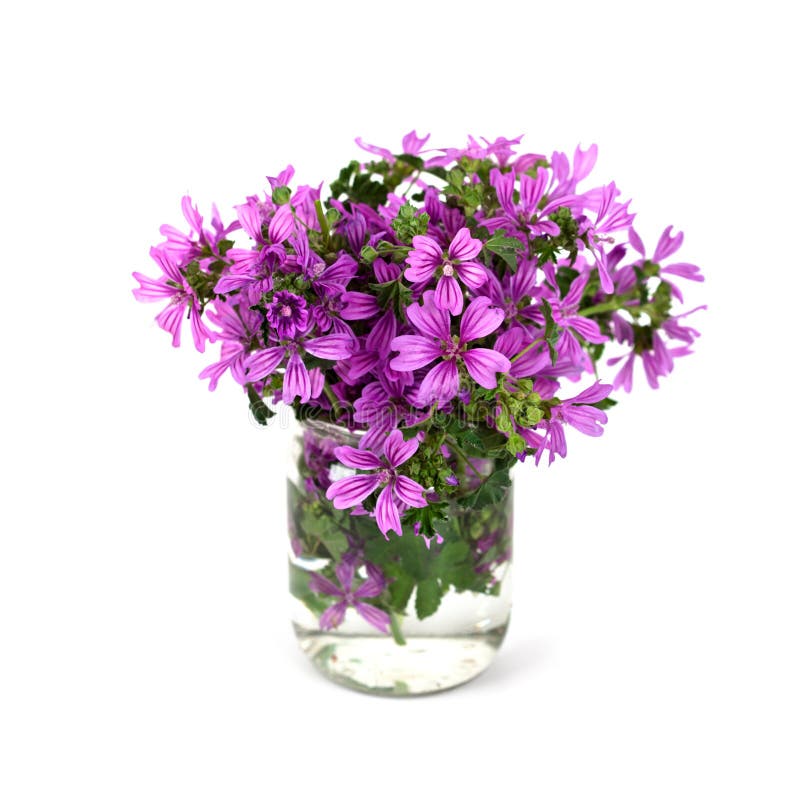 108 Wild Violet Flowers Glass Jar Stock Photos Free & RoyaltyFree