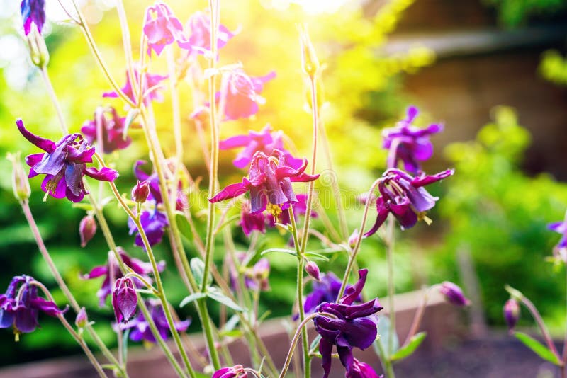Wild Violet Garden Flowers with Sunlight Stock Photo - Image of ...