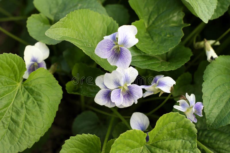 2,175 Wild Violets Leaf Stock Photos Free & RoyaltyFree Stock Photos