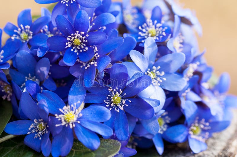 Wild violets bouquet stock images Wild violets bouquet stock images