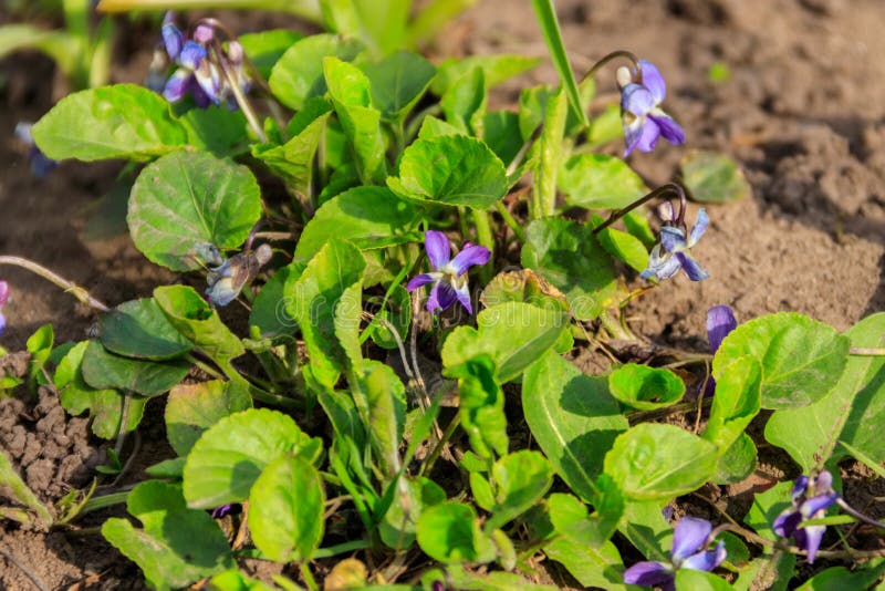 Wild Violets on Meadow at Spring Stock Image - Image of botanical ...