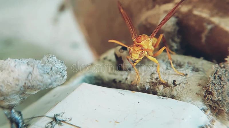 Wild Wasp Nest или hornets nest closeup сток-видео